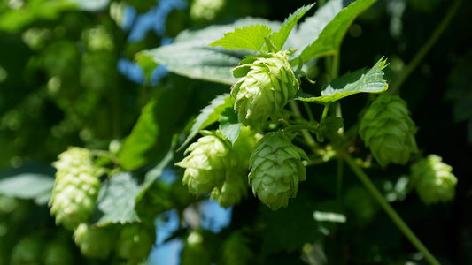 What are Hops?